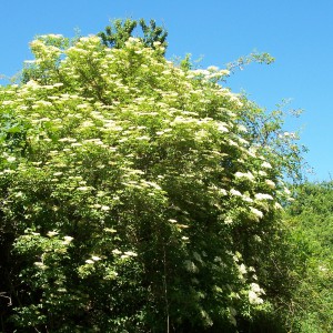 Elderflower tree